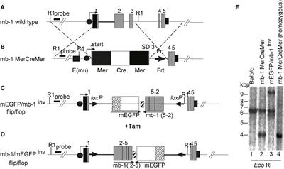 Conditional Selection of B Cells in Mice With an Inducible B Cell Development